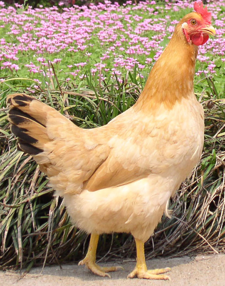 Ϫ